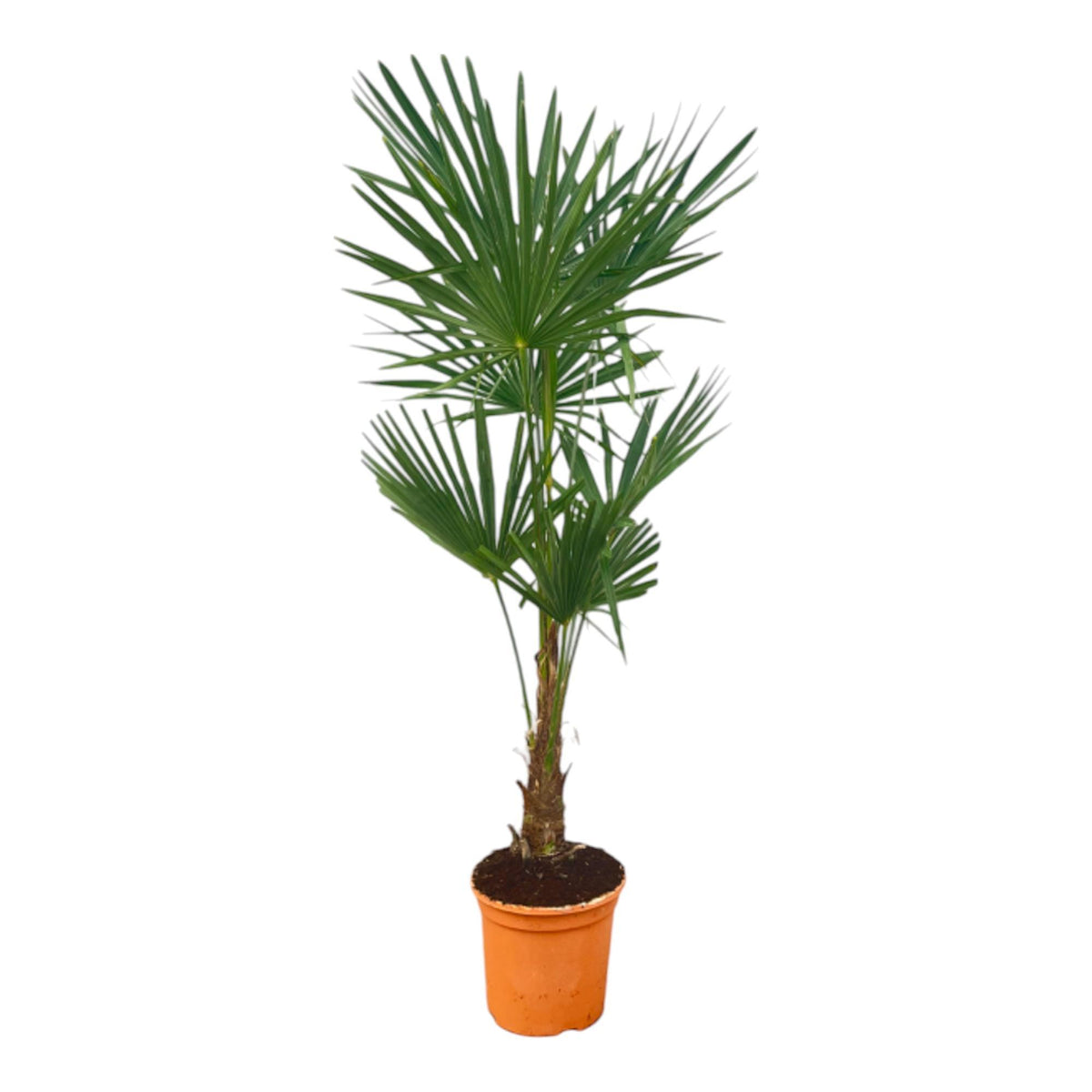 Palmier de Chine - Trachycarpus fortunei