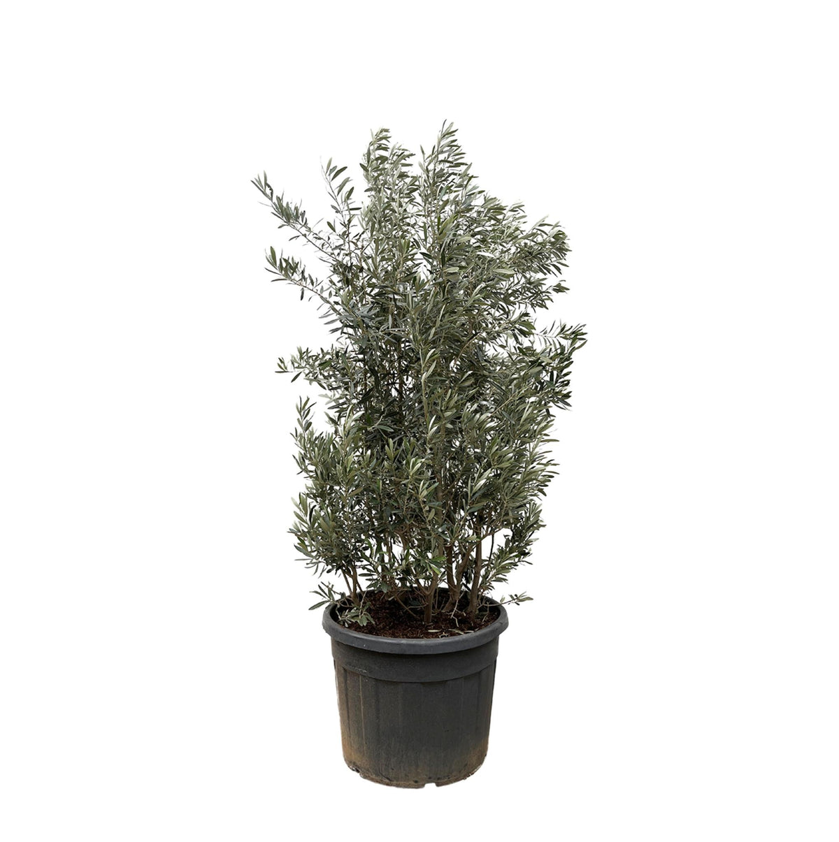 Olea Europaea strikt – 225 cm – Ø50