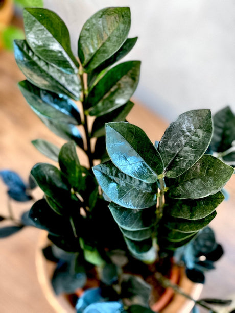 7 plantes idéales pour un intérieur sombre - La Green Touch