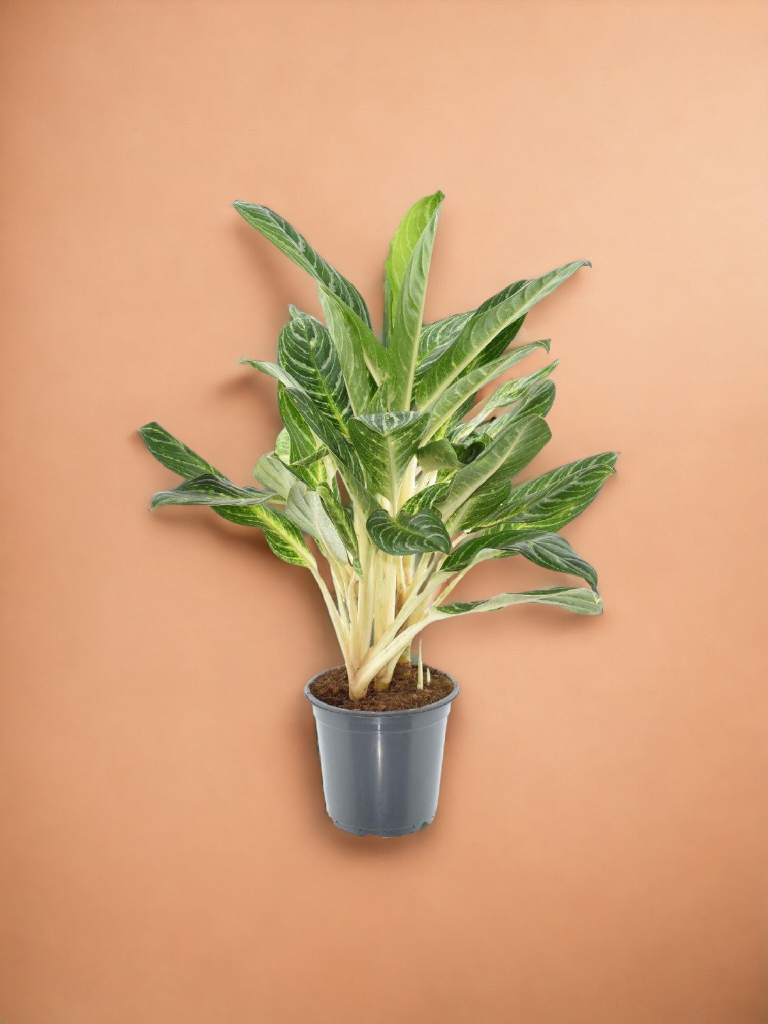 Entretien - Aglaonema Keylime: Guide pratique