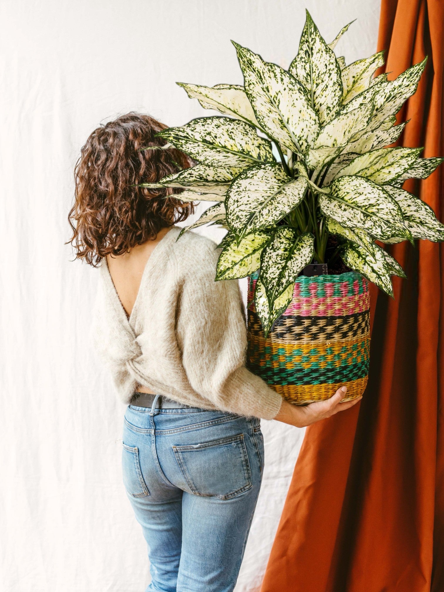 Entretien - Aglaonema White Kiwi: Guide pratique