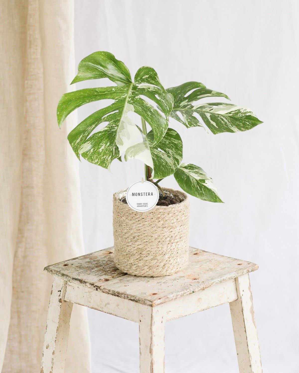Entretien - Monstera Deliciosa Variegata: Guide pratique