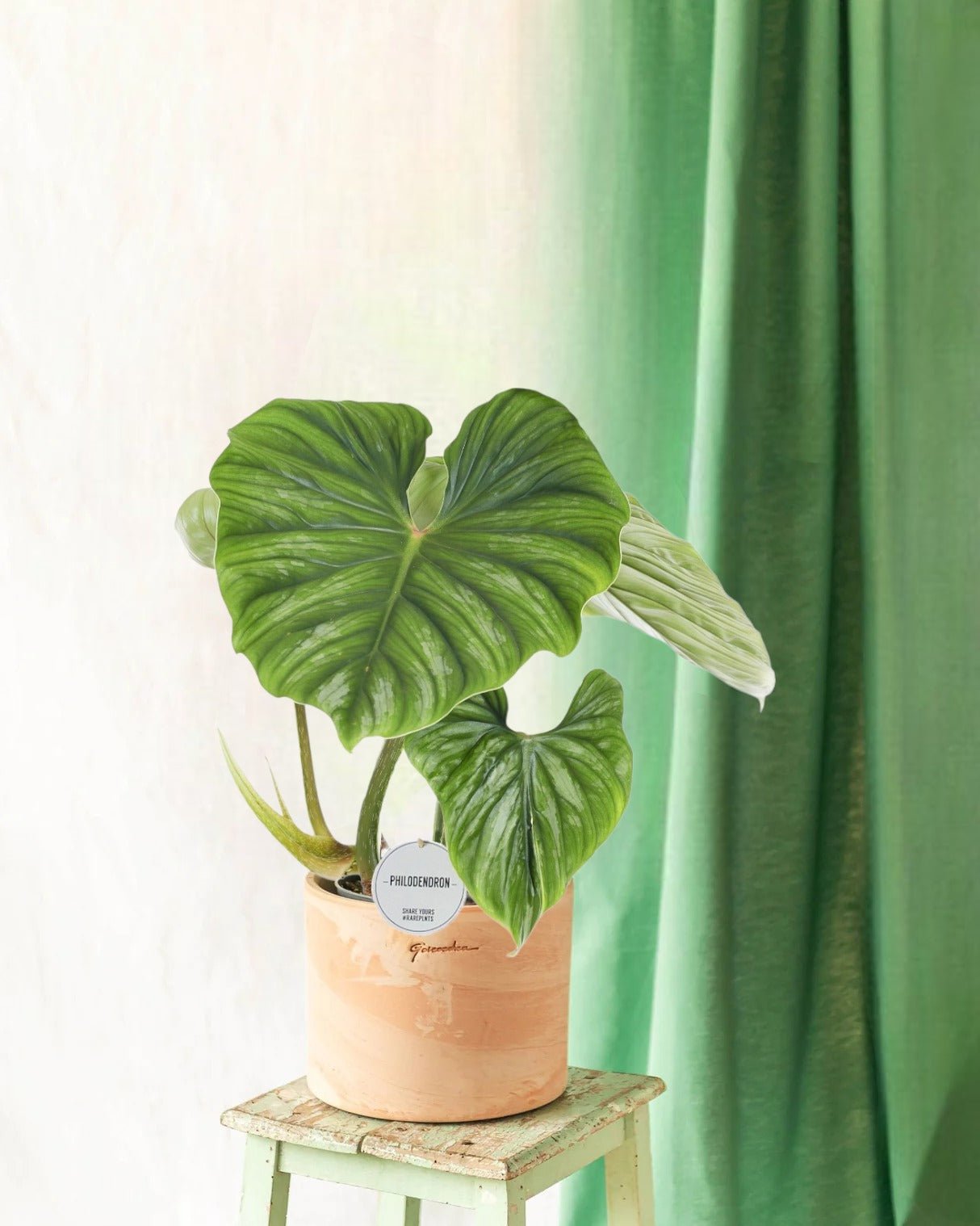 Entretien - Philodendron Plowmanii: Guide pratique