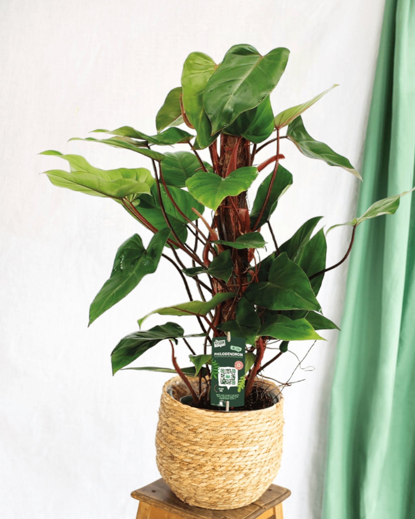 Entretien - Philodendron Red Emerald: Guide pratique