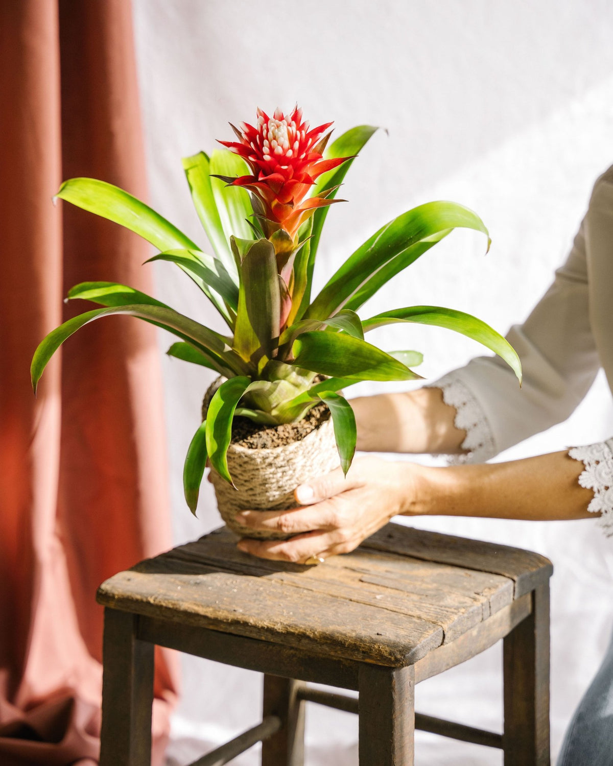 dracaena golden Costa Nursery | Dracaena - Golden Heart - 10 In main image 0