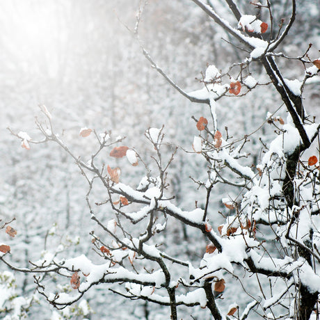 Comment protéger ses plantes du froid ? - La Green Touch