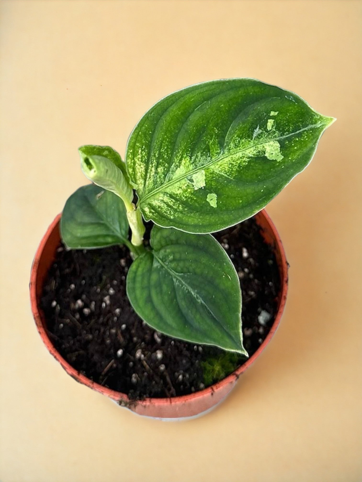 Entretien - Aglaonema Pictum Bicolor: Guide pratique - La Green Touch