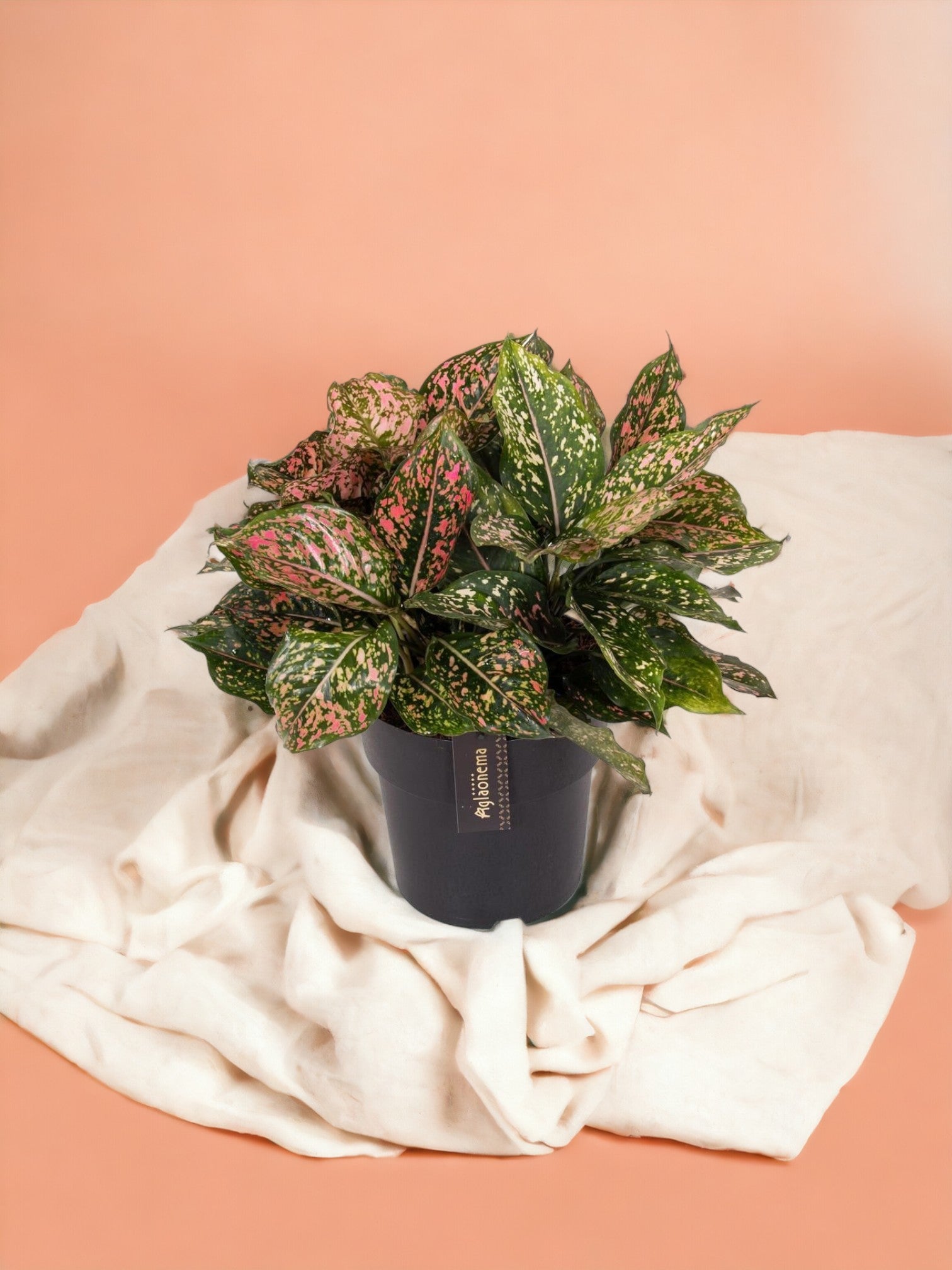 Entretien - Aglaonema Pink Leopard: Guide pratique - La Green Touch