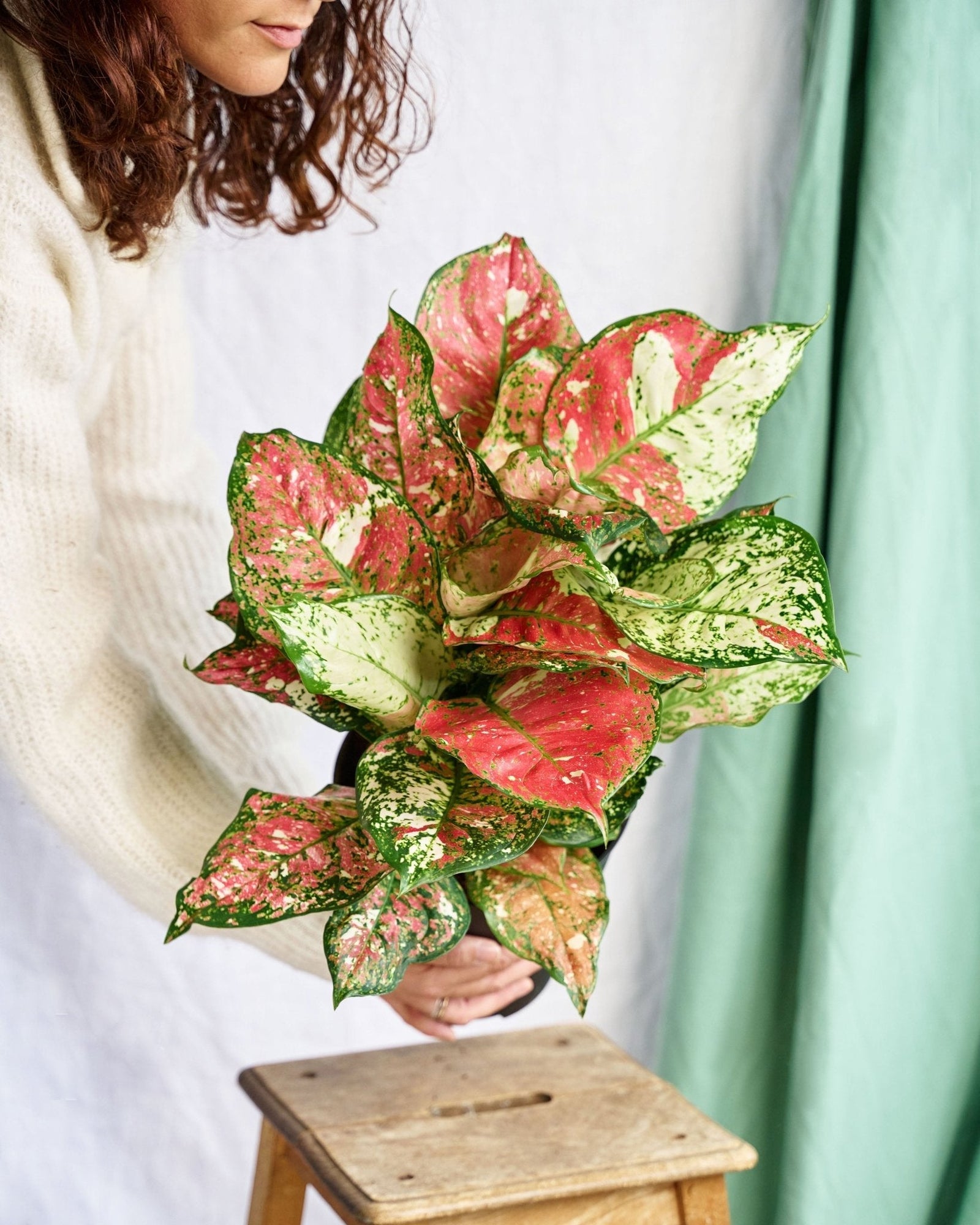 Entretien - Aglaonema Red Joy: Guide pratique - La Green Touch