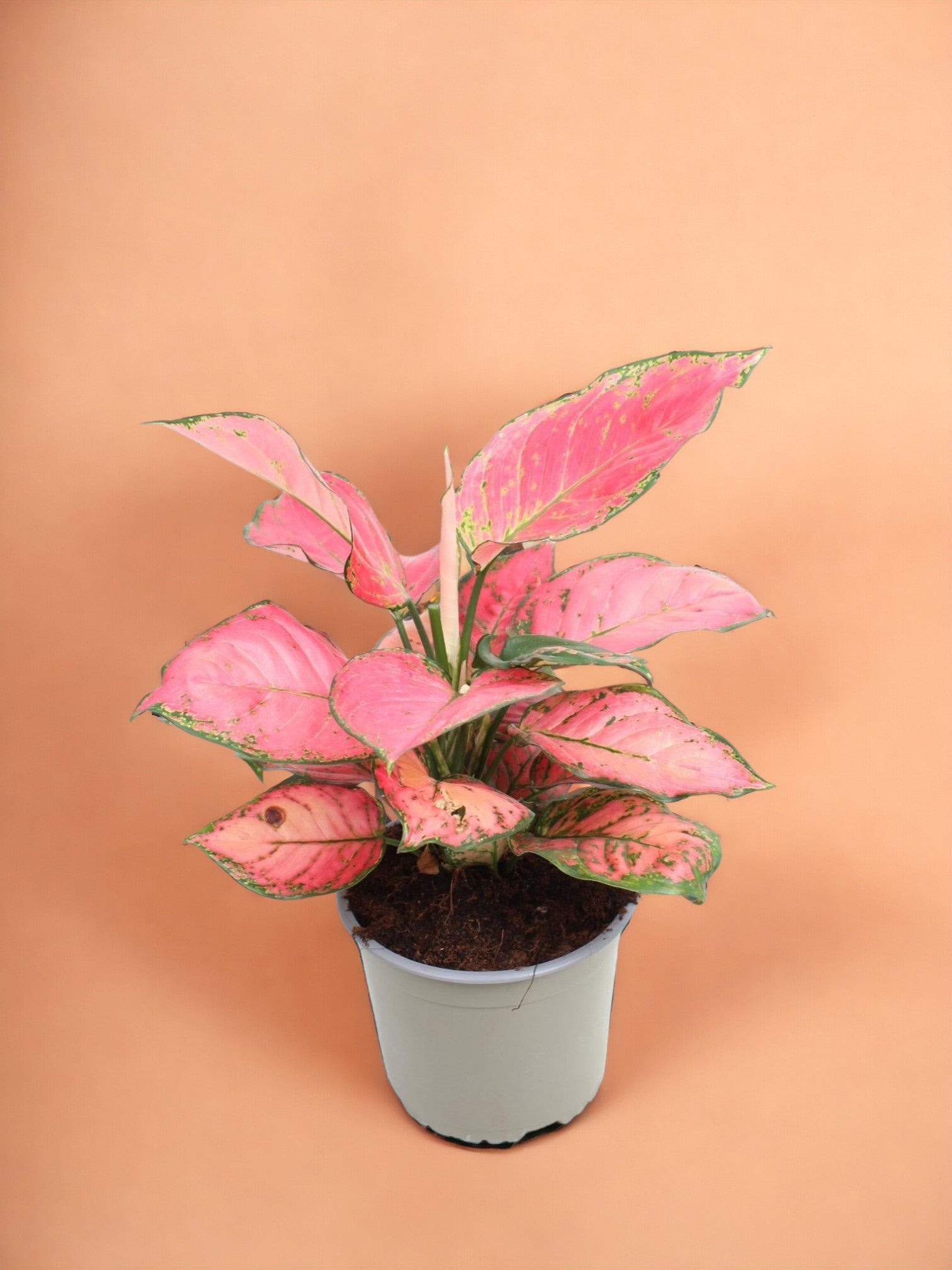 Entretien - Aglaonema Sun Star: Guide pratique - La Green Touch