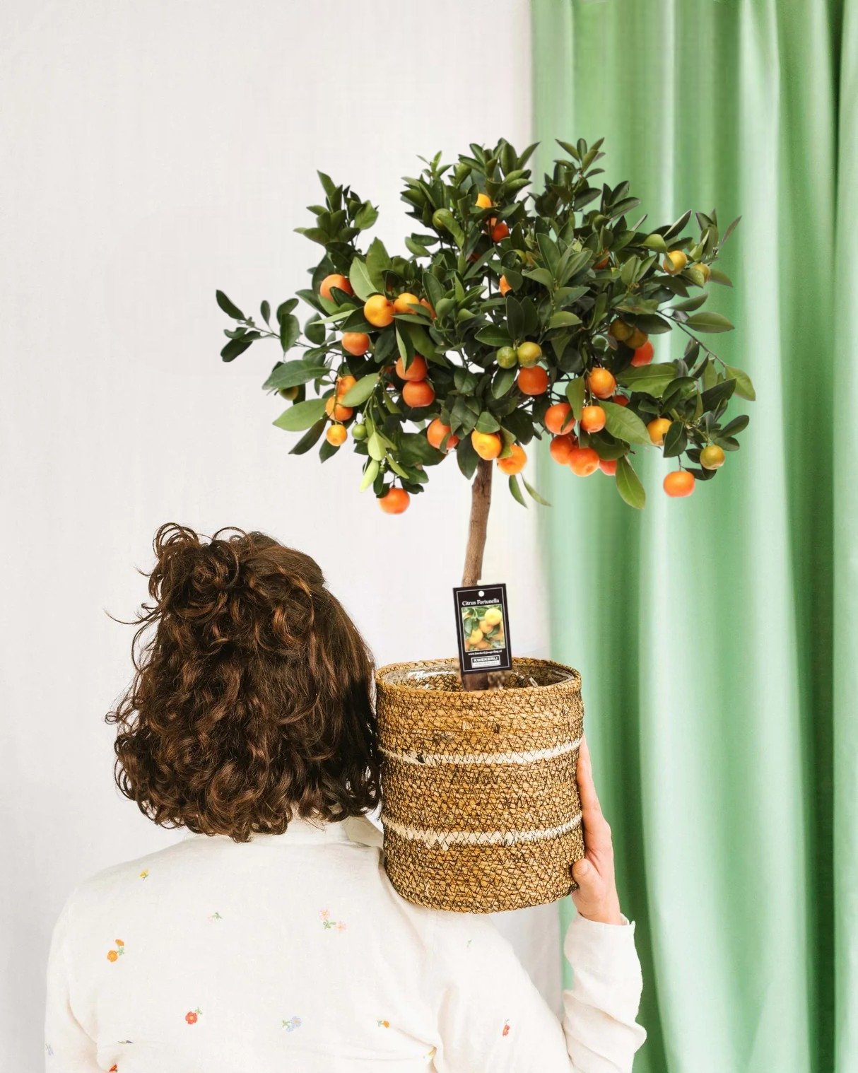 Entretien - Agrumes Calamondin: Guide pratique - La Green Touch