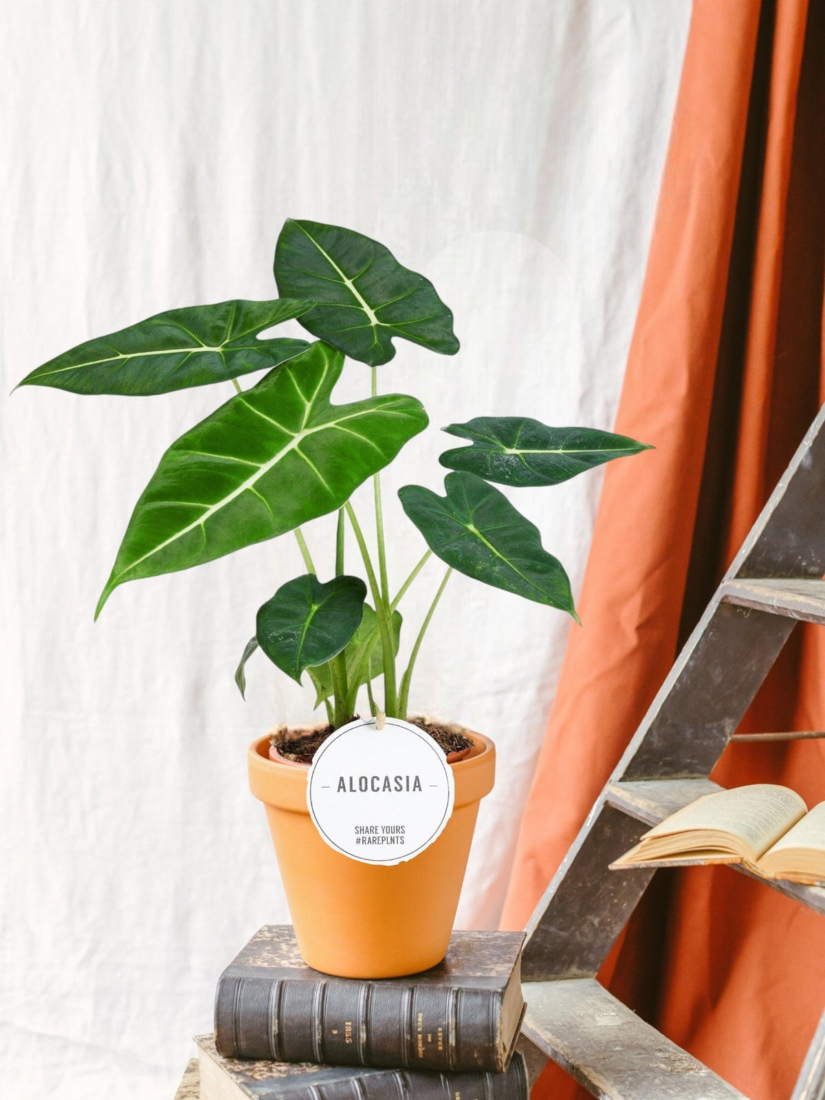 Alocasia Frydek Pflege  Praktischer Leitfaden fr den Innenbereich