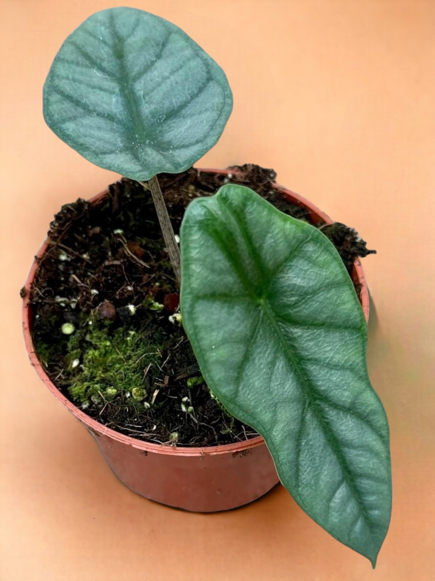 Entretien - Alocasia Heterophylla Corazon: Guide pratique - La Green Touch