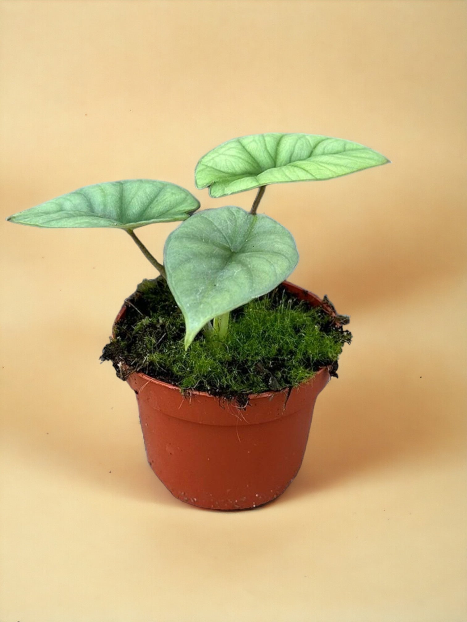 Entretien - Alocasia Platinum: Guide pratique - La Green Touch
