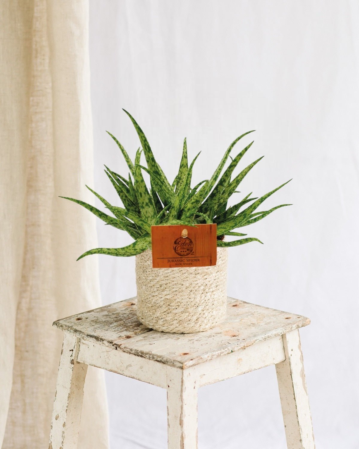 Entretien - Aloe Spider: Guide pratique - La Green Touch