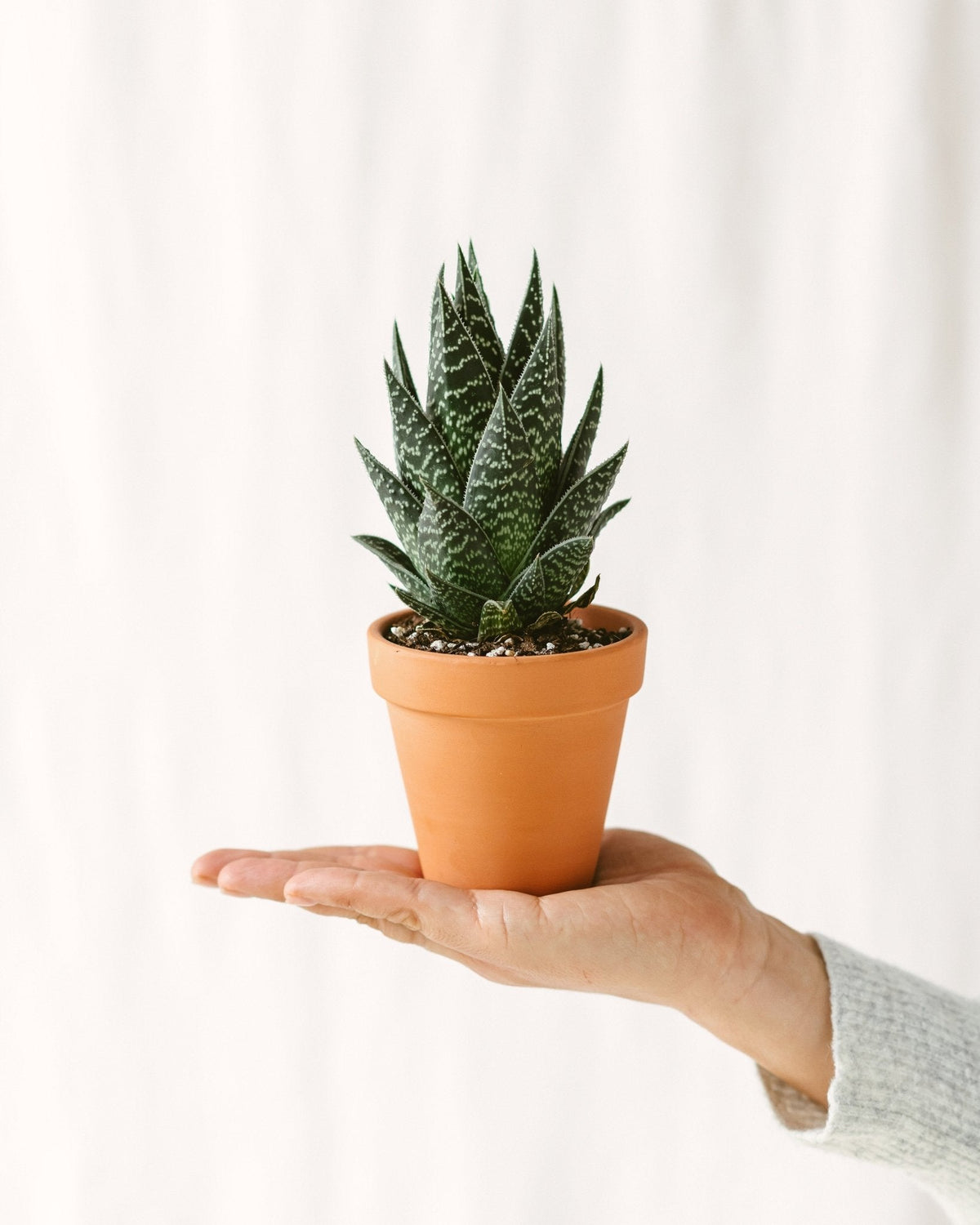 Pflegeanleitung: Aloe Tikki