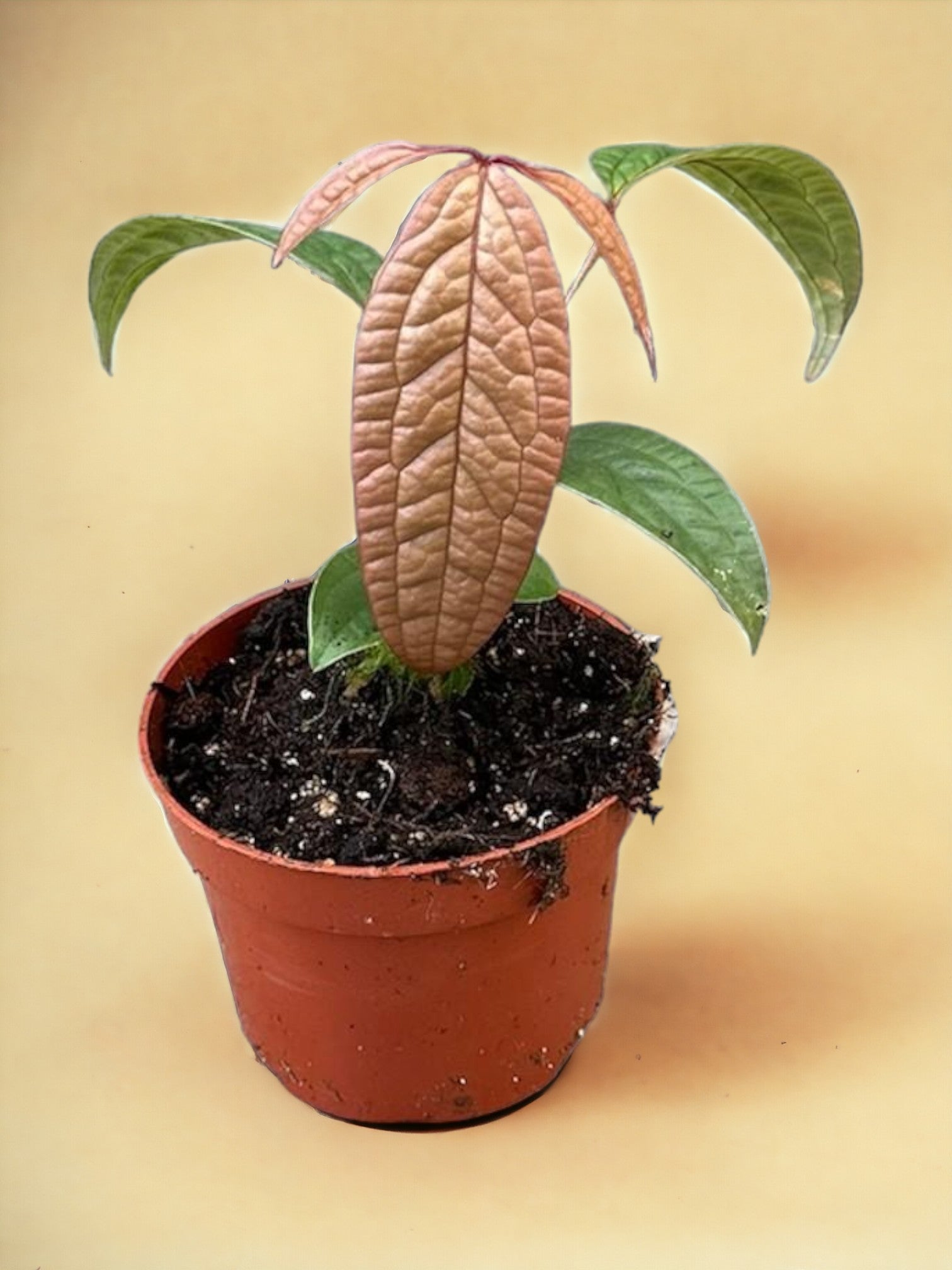 Entretien - Anthurium Arisaemoides: Guide pratique - La Green Touch