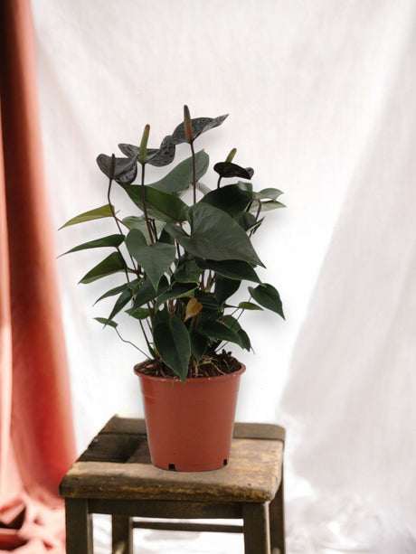 Entretien - Anthurium Black Love: Guide pratique - La Green Touch