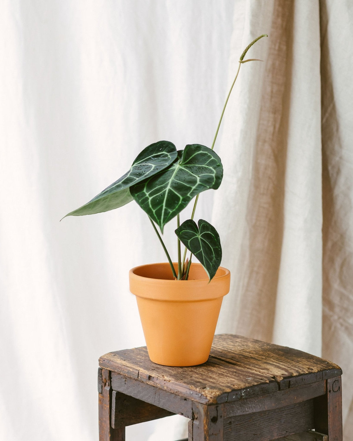 anthurium rouge Anthurium (RL x FS) 'Rouge' x self – Secret Foliage main image 1