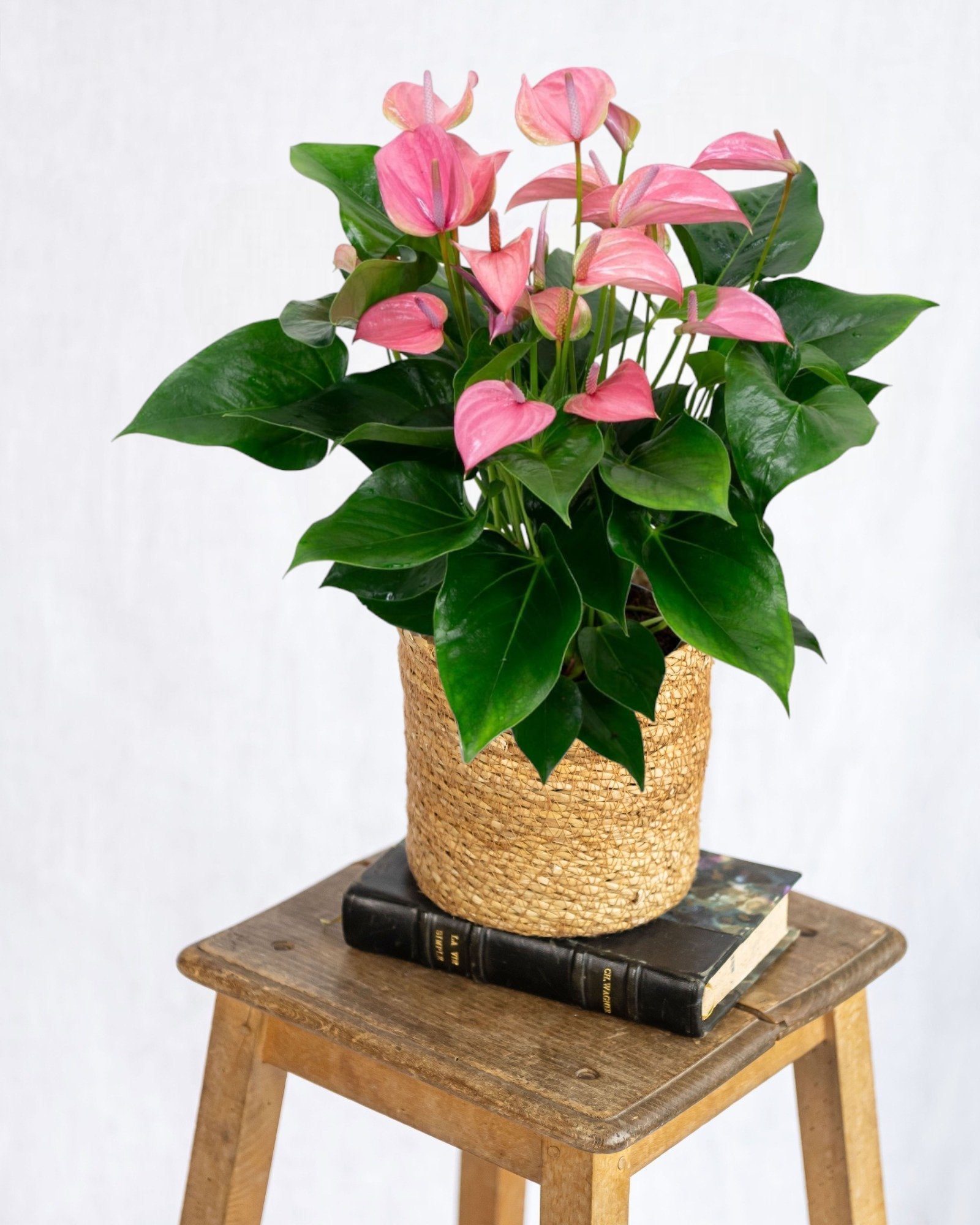 Entretien - Anthurium Rose Poudré: Guide pratique - La Green Touch