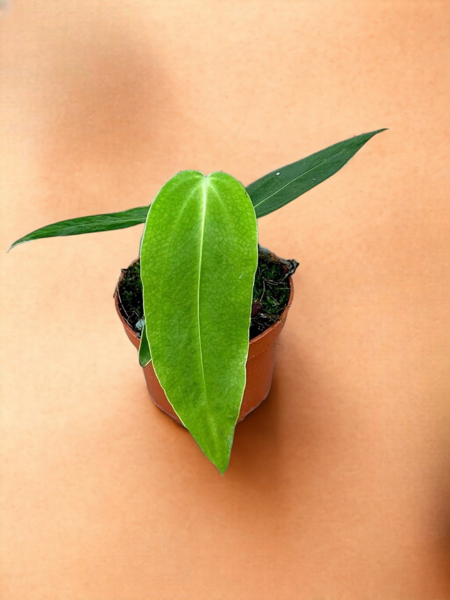 Entretien - Anthurium Warocqueanum: Guide pratique - La Green Touch