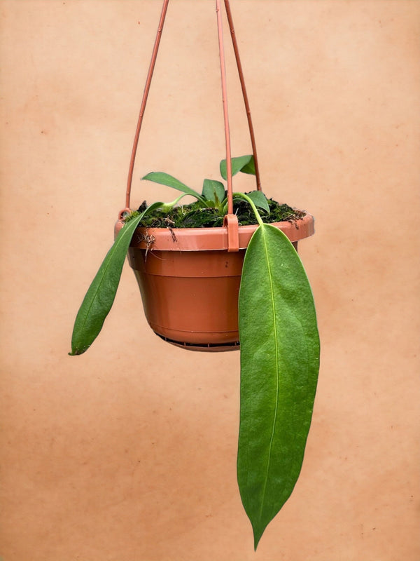 Entretien - Anthurium Wendlingeri: Guide pratique - La Green Touch