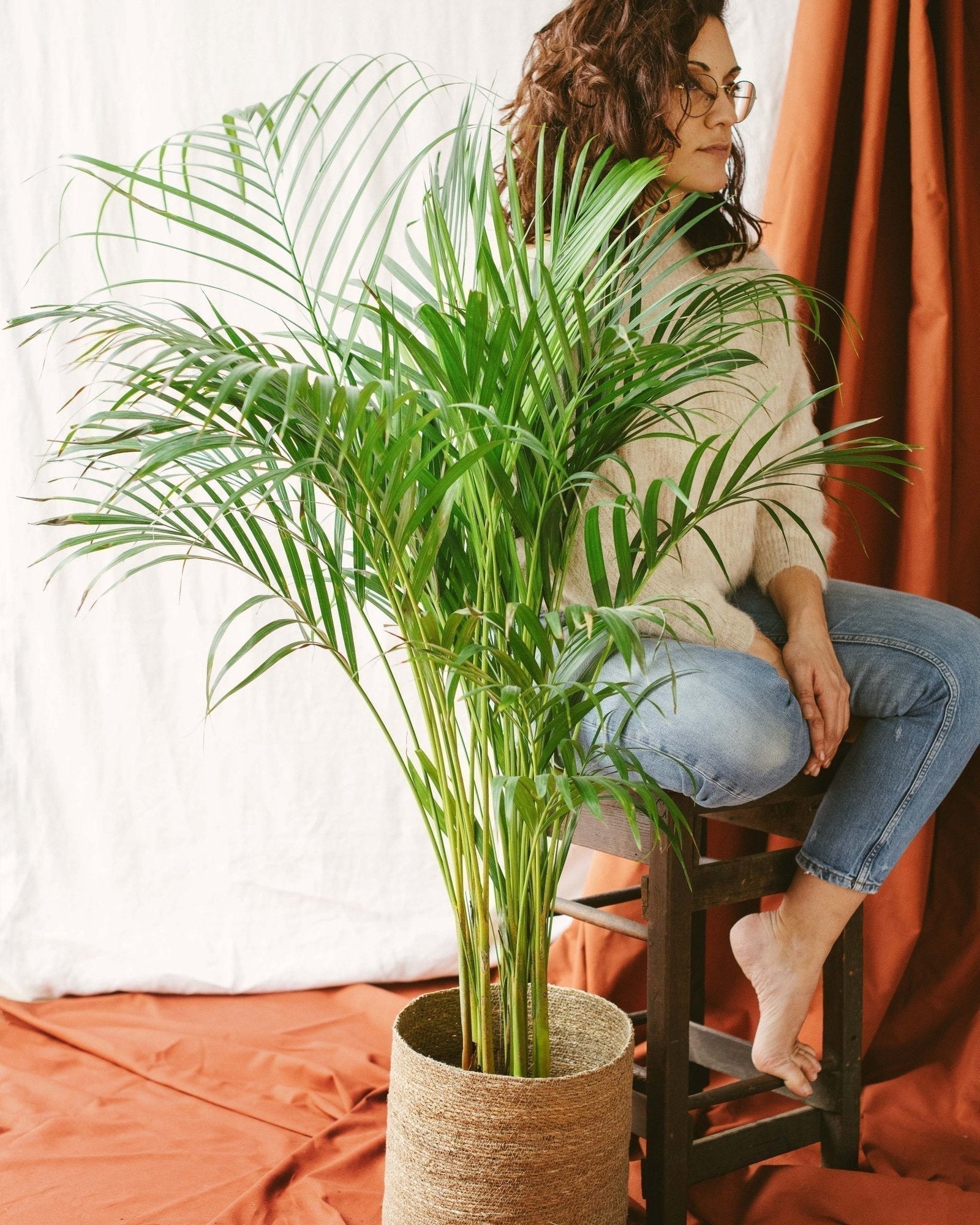 Entretien Areca Dypsis - Guide pratique - La Green Touch