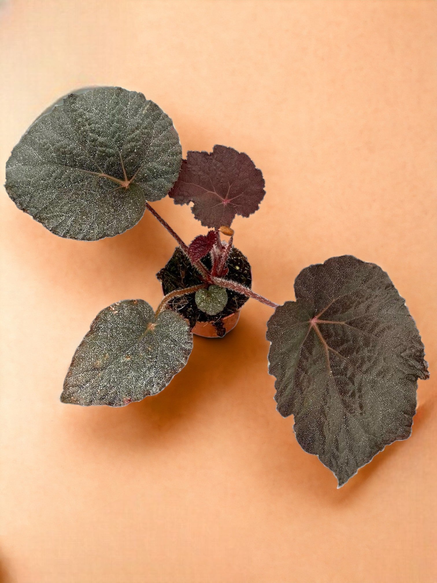 Entretien - Begonia Taconite: Guide pratique - La Green Touch