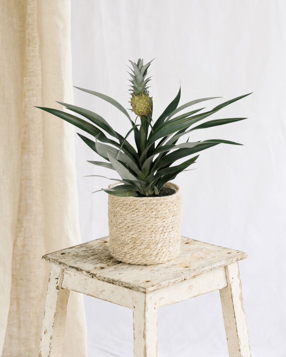 Bromelie Ananas Pflege: Gieen, Standort und Umtopfen!