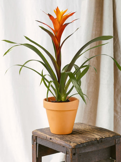 Entretien - Bromelia Variada: Guide pratique - La Green Touch