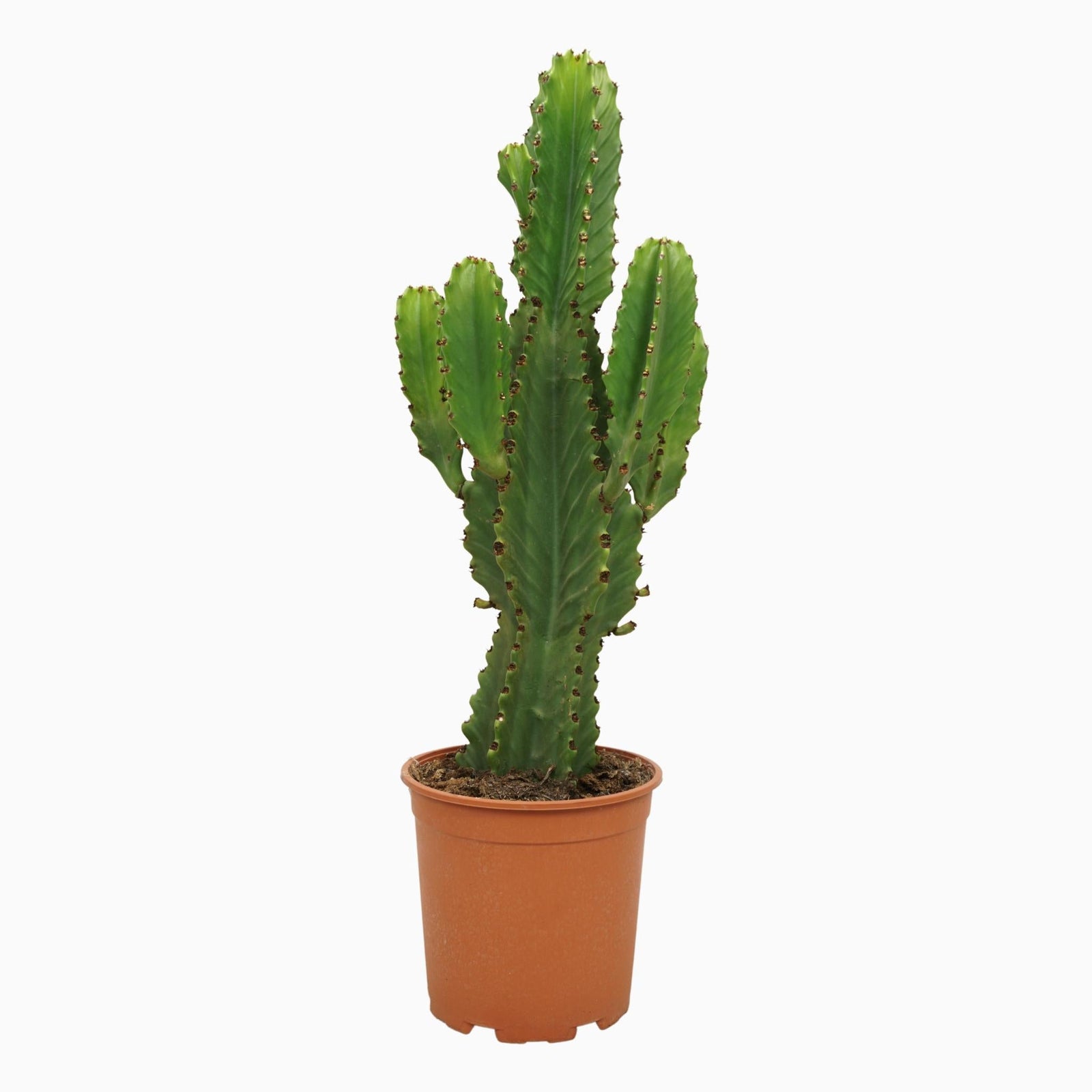 Entretien - Cactus Ingens: Guide pratique - La Green Touch