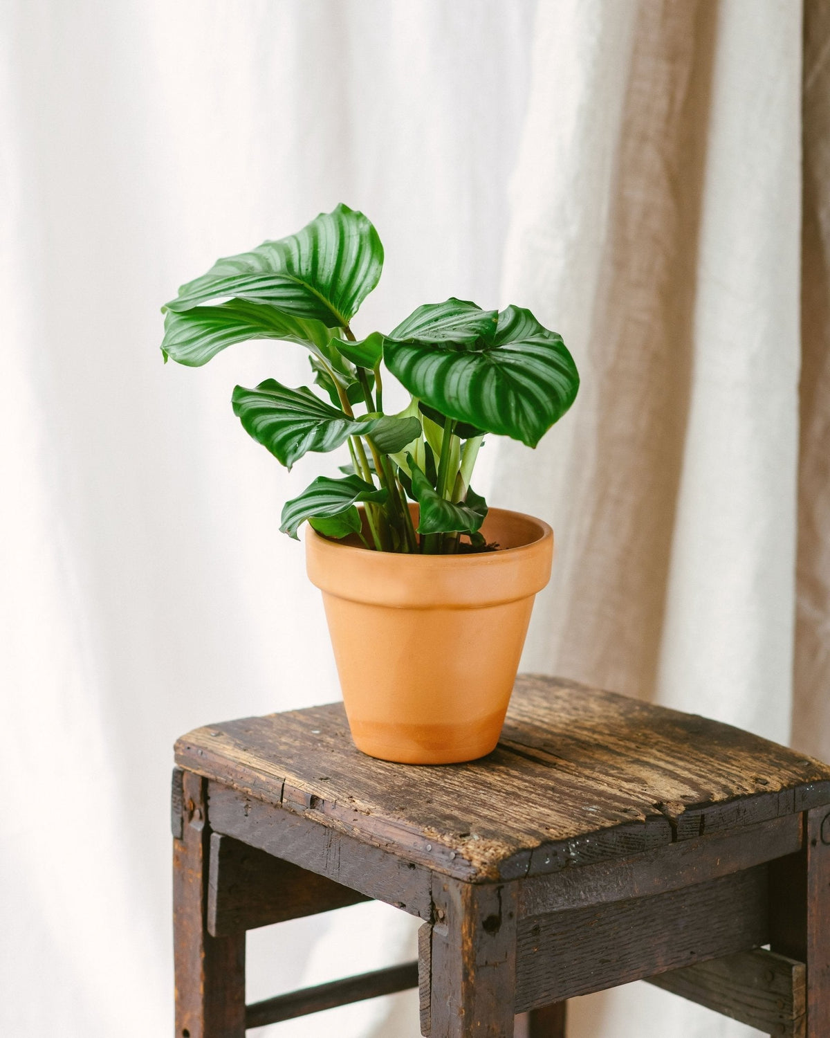 efeutute neon pflege Efeutute Scindapsus Pictus Trebie, Marble Queen, N'joy, Philodendron N –  vielgrün main image 0