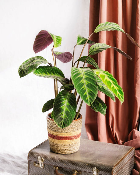 Entretien - Calathea Warscewiczii: Guide pratique - La Green Touch