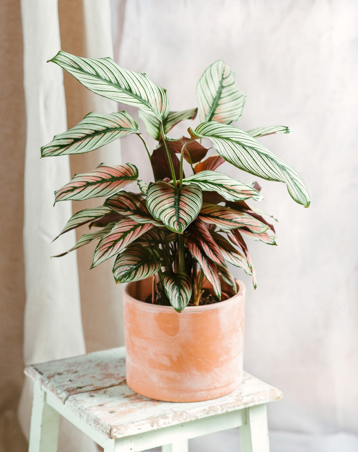 Entretien calathea white star - La Green Touch