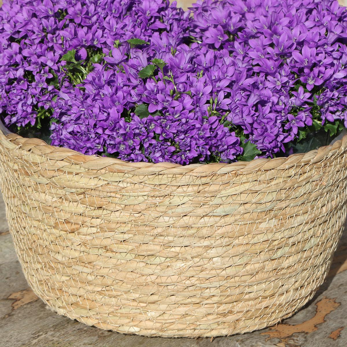 Entretien - Campanule (Campanula addenda) : Guide pratique - La Green Touch