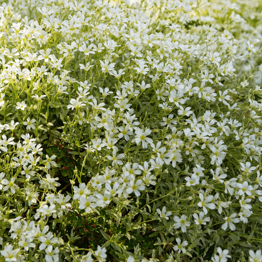 Entretien - Céraiste Tomenteux (Cerastium tomentosum) : Guide pratique - La Green Touch