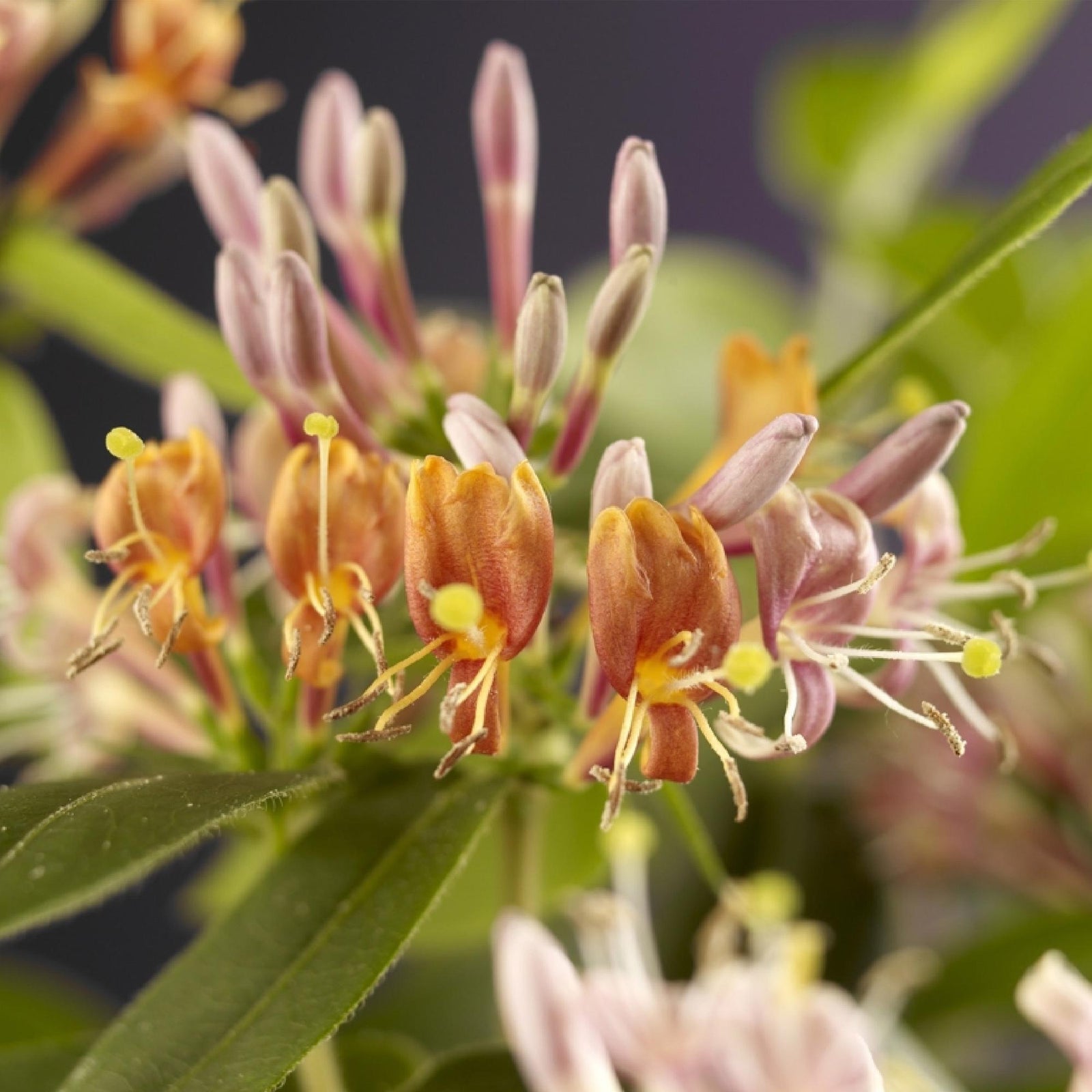 Entretien - Chèvrefeuille (Lonicera henryi) : Guide pratique - La Green Touch