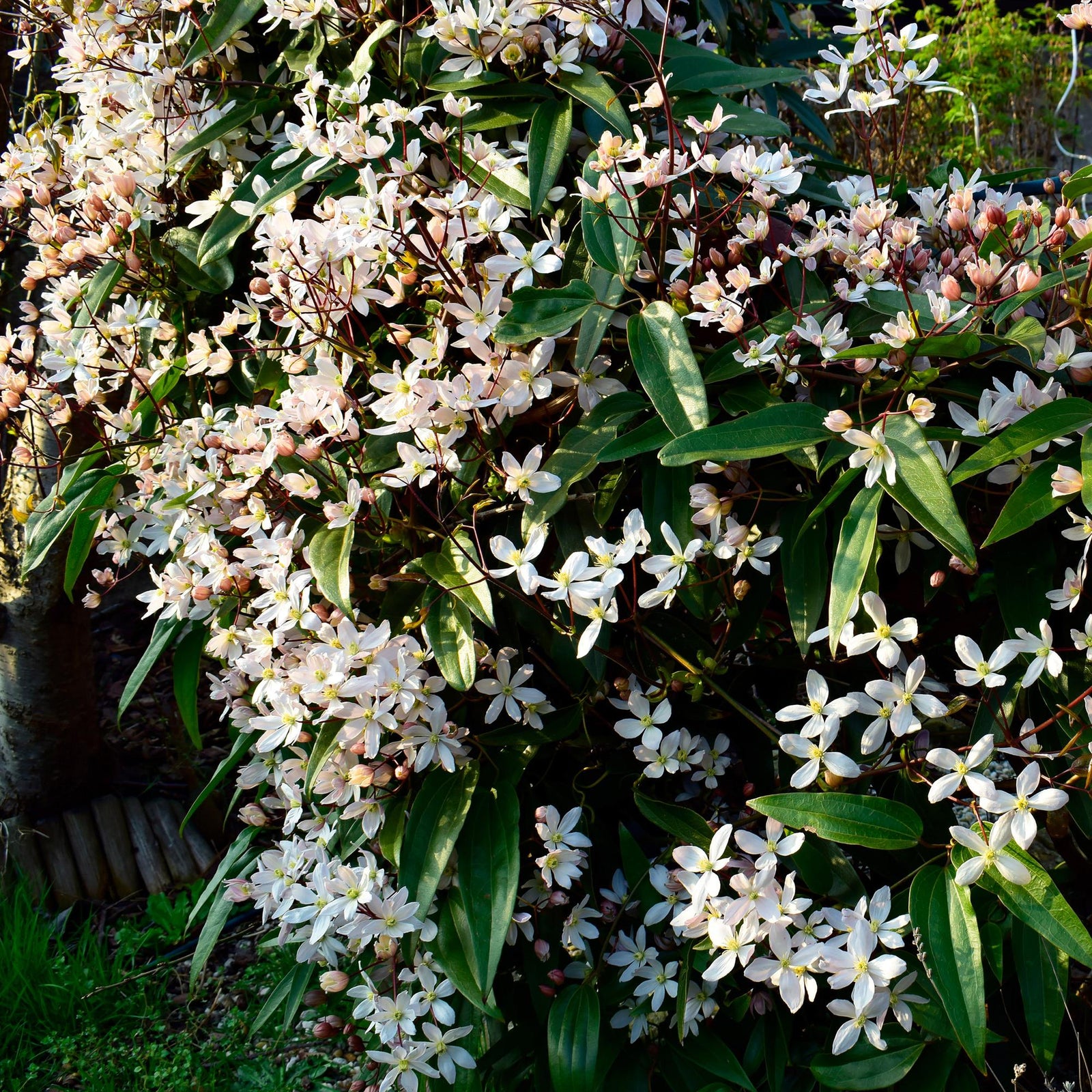 Entretien - Clématite D'Armand (Clematis armandii) : Guide pratique - La Green Touch