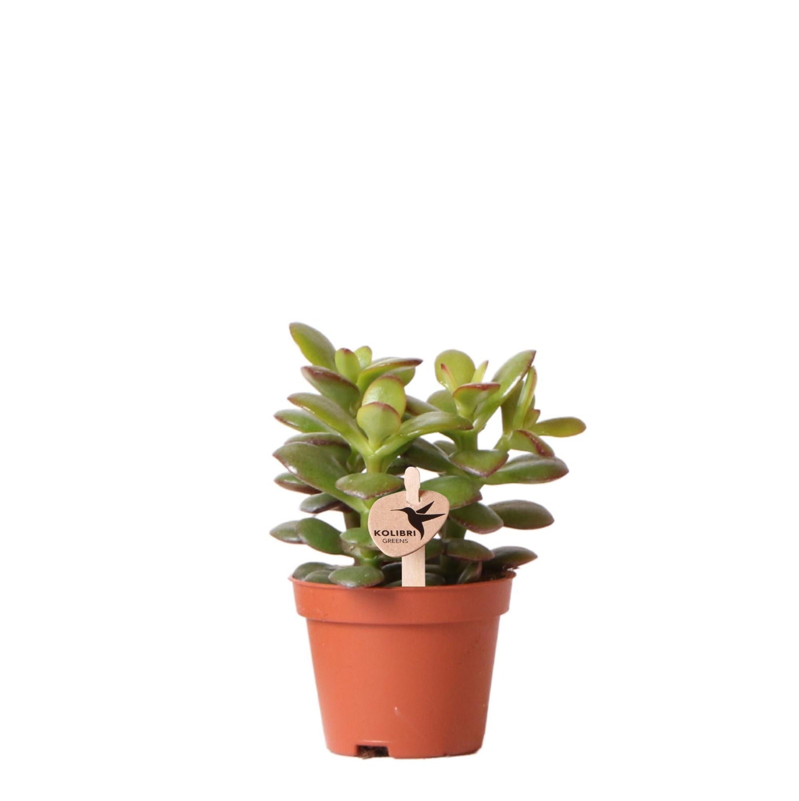 Entretien - Crassula Minor: Guide pratique - La Green Touch