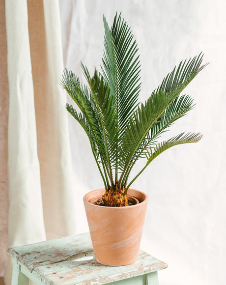 Entretien Cycas Revoluta - La Green Touch