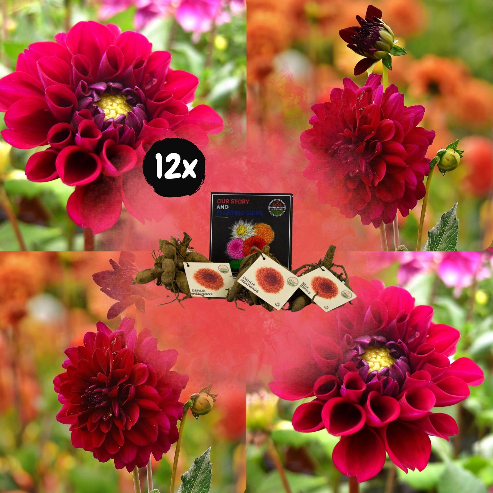 Entretien - Dahlia (Dahlia x) : Guide pratique - La Green Touch