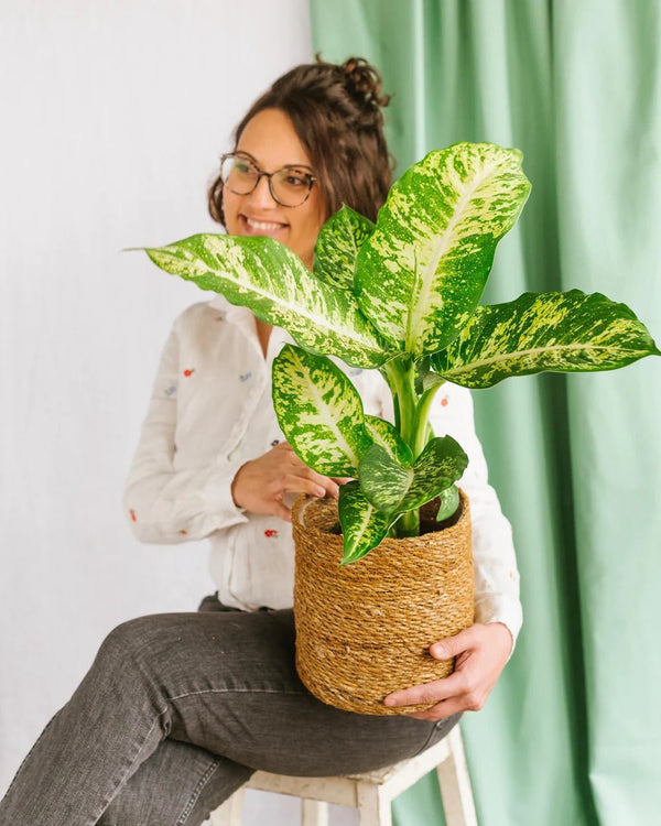 Entretien Dieffenbachia Compacta Mars - La Green Touch