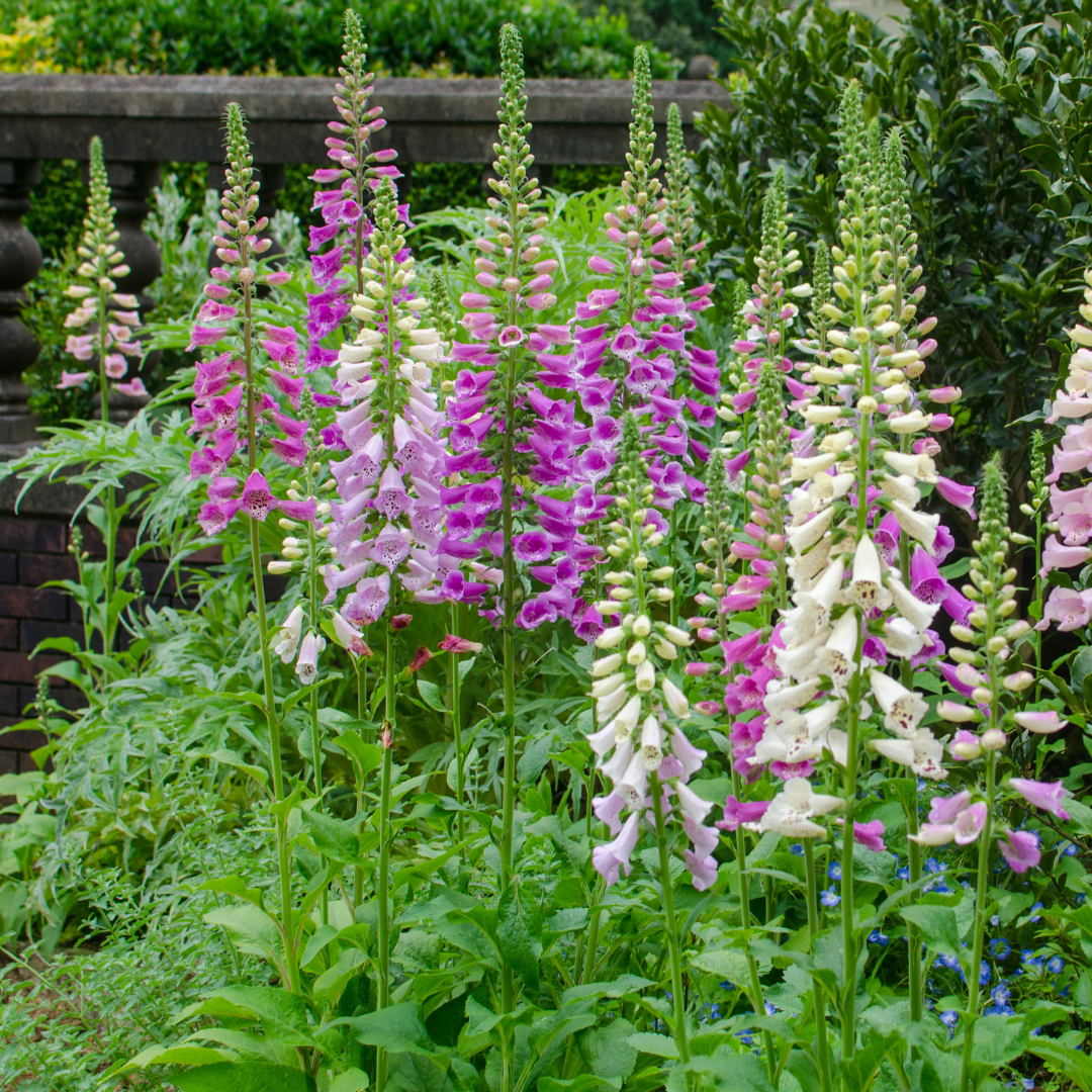 Entretien - Digitale Pourpre (Digitalis purpurea) : Guide pratique - La Green Touch