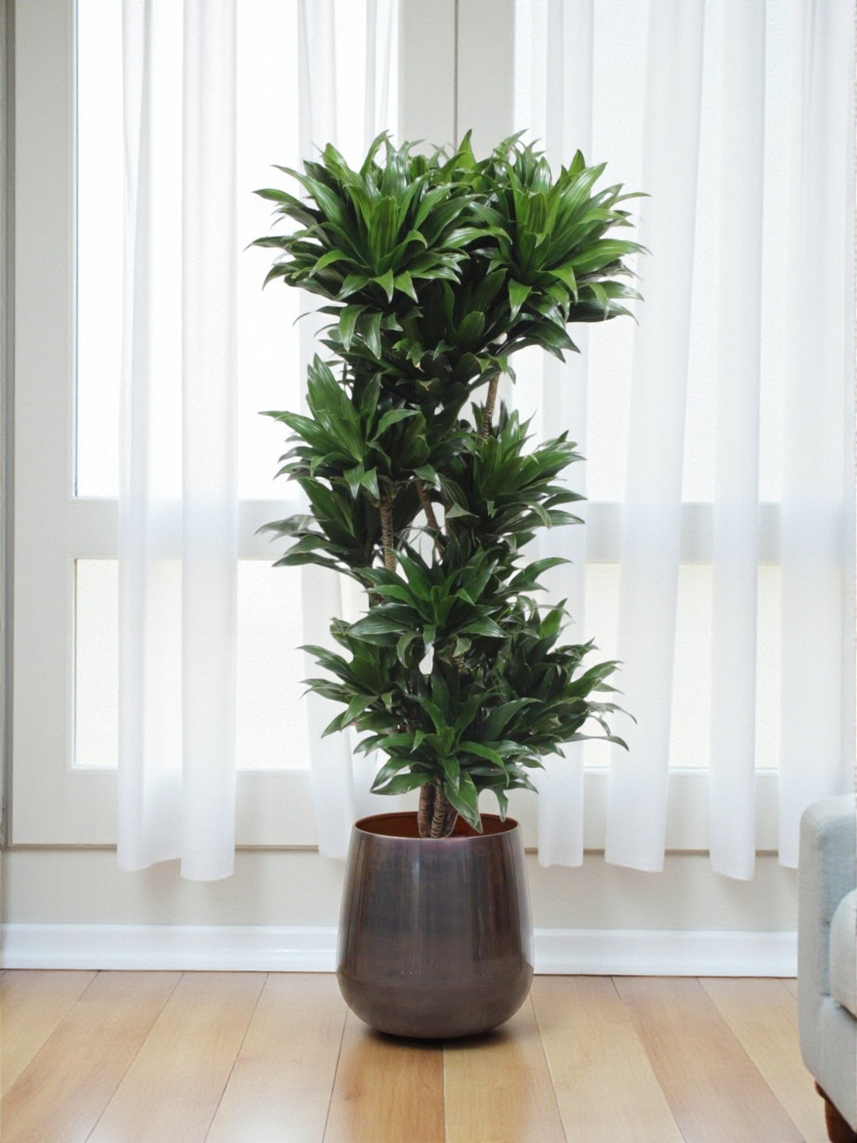 Entretien Dracaena Compacta : arrosage, rempotage, soins