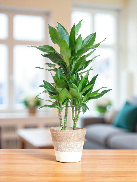 Entretien - Dracaena Janet Lind: Guide pratique - La Green Touch