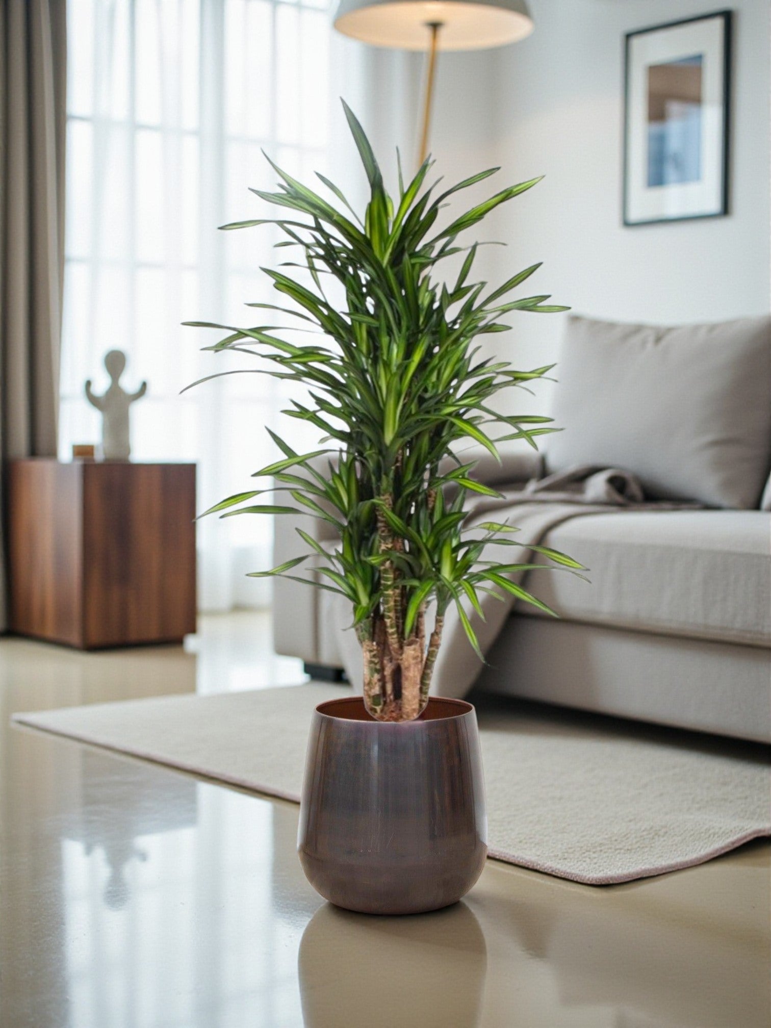Entretien - Dracaena Riki: Guide pratique - La Green Touch