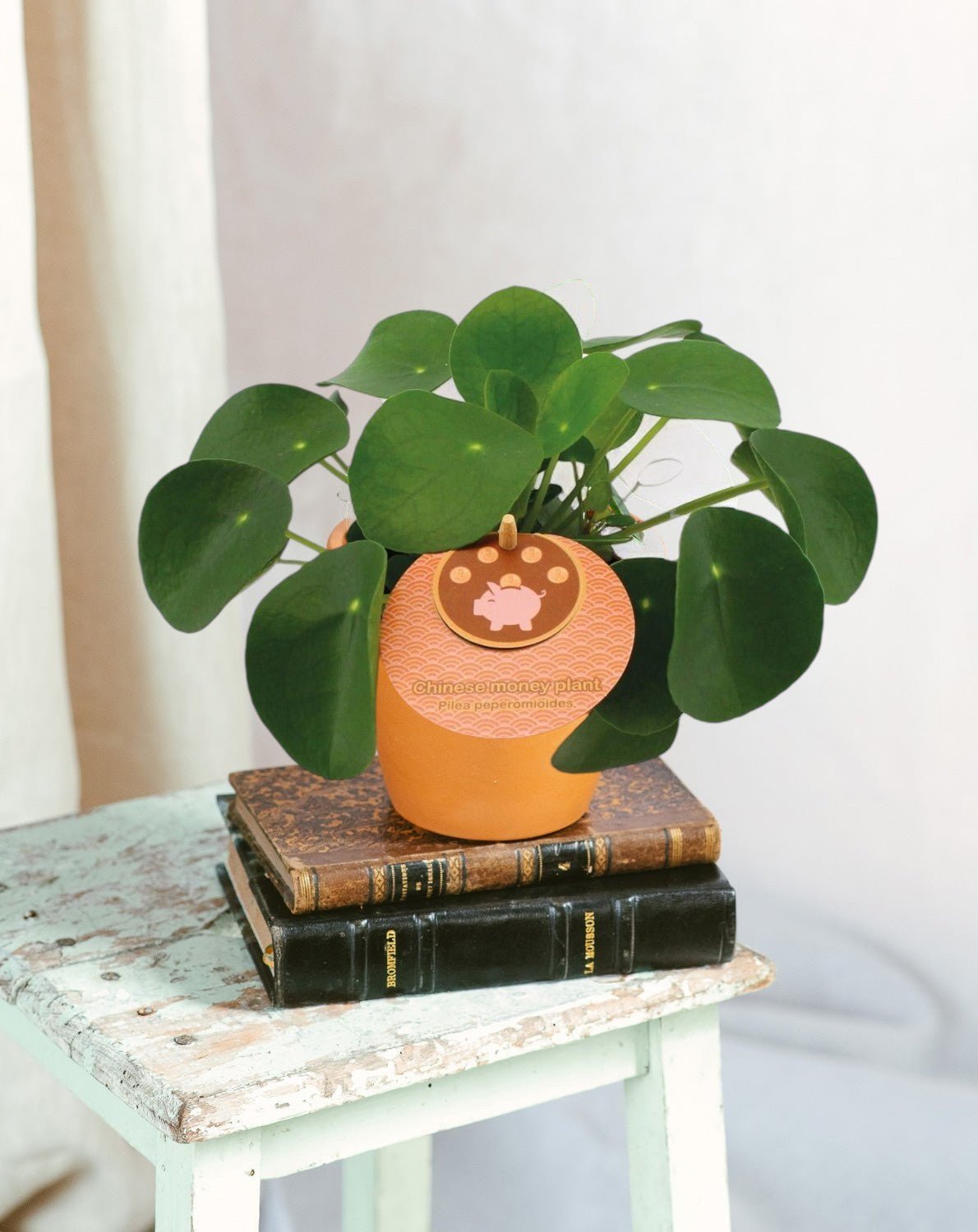 Entretien du Pilea Peperomioides, plante de la monnaie chinoise : Guide Complet - La Green Touch