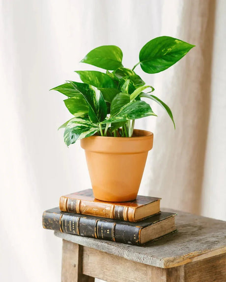 Entretien Epipremnum golden - La Green Touch