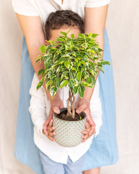 Entretien Ficus Tressé - La Green Touch