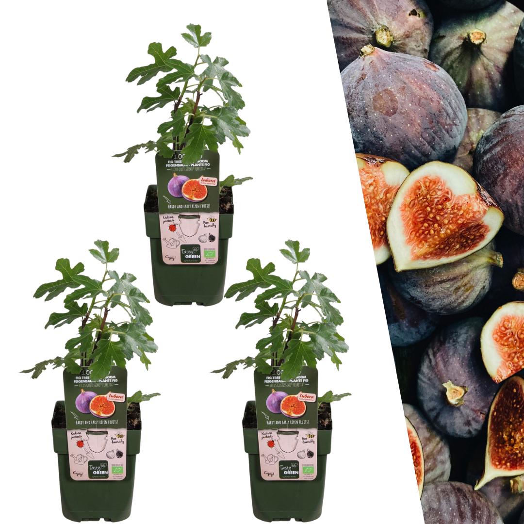 Feige (Ficus carica): Pflege, Schnitt, Bewsserung